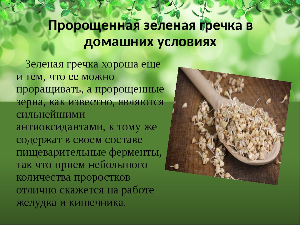 Зеленая гречка: польза и вред, рецепты приготовления