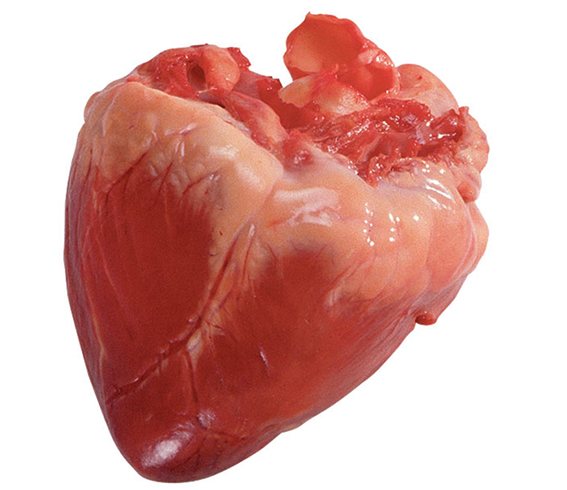Свиное сердце: польза и вред - медицина