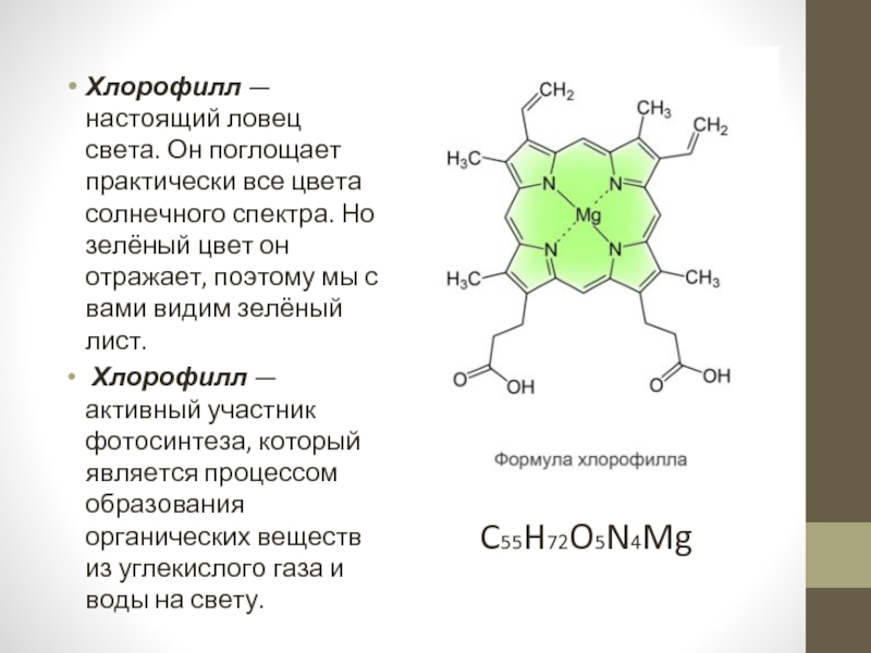Хлорофилла медные комплексы (е141)