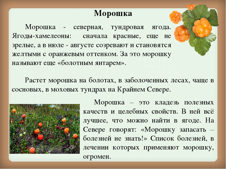 Морошка - описание ягоды и растения, полезные свойства и противопоказания, состав, калорийность, фото