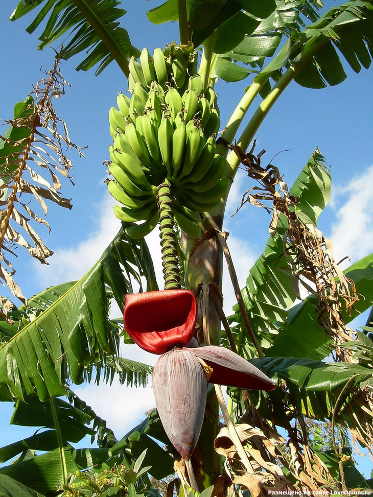 Дозаривание бананов - хранение и дозаривание бананов | инфрост