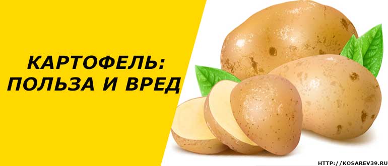Картофель: полезные свойства для организма человека + целебные свойства сырых клубней и отвара