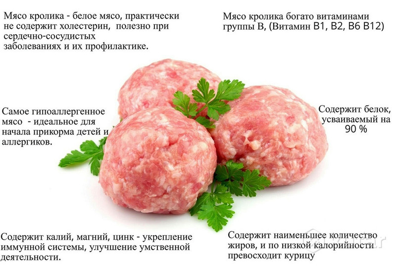 ᐉ мясо кролика: польза и вред - zooon.ru