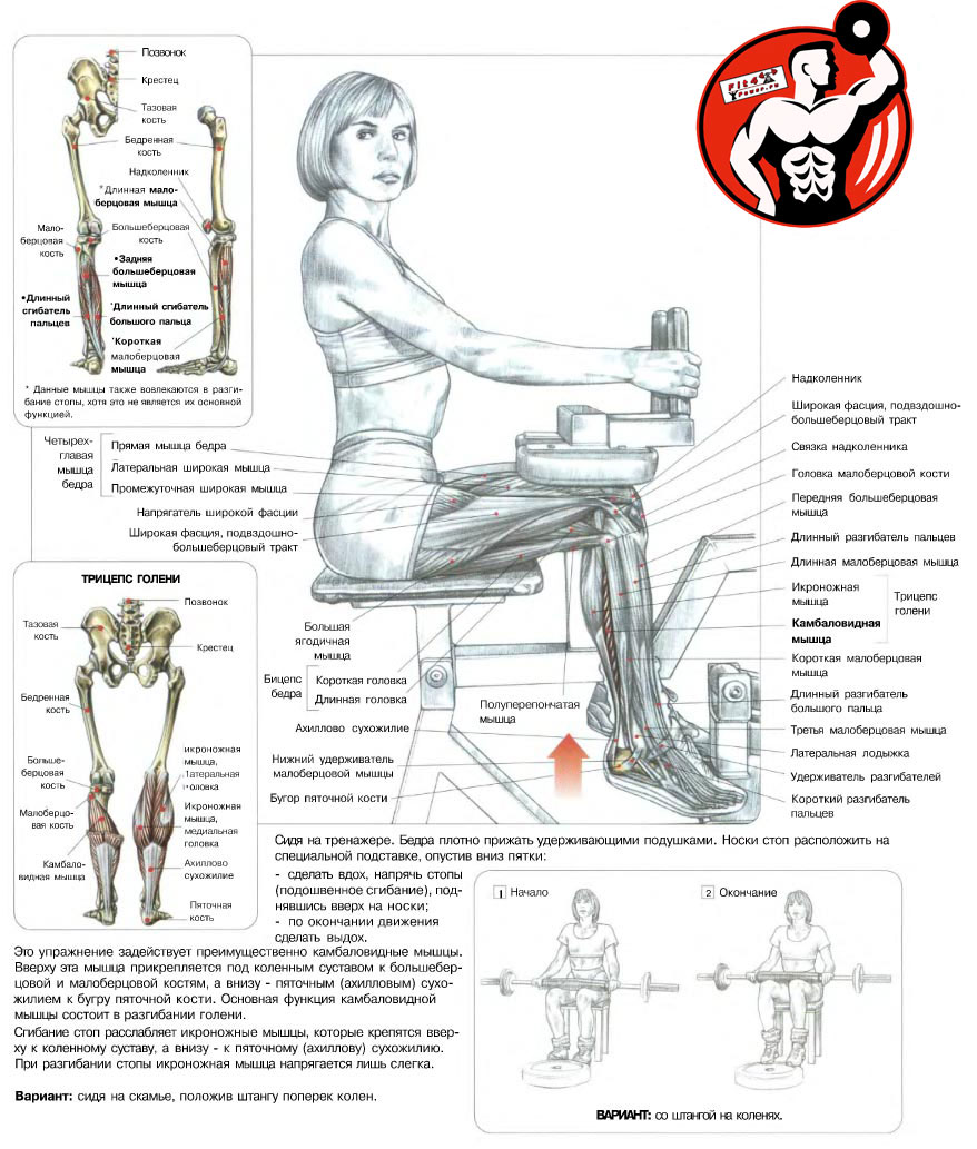 Разведение ног в тренажере сидя: какие мышцы работают и чем можно заменить?