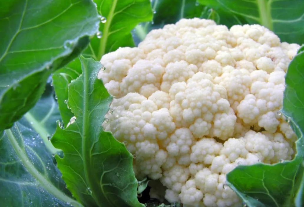 Цветная капуста быстро и вкусно — 10 пошаговых рецептов приготовления цветной капусты