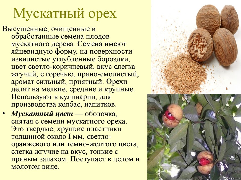 Мускатный орех: состав, калорийность, польза, рецепты