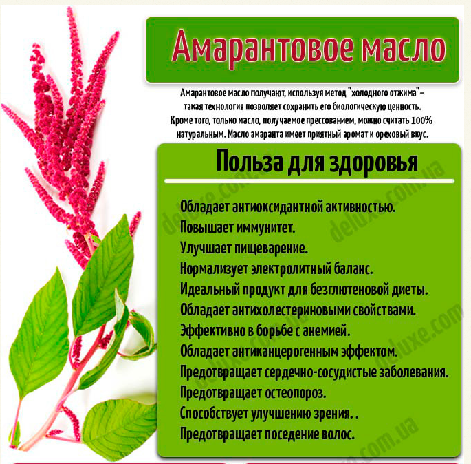 Всё про растение амарант, его пользу и вред + рецепты приготовления