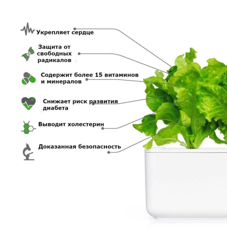 Листья салата: польза и вред для здоровья