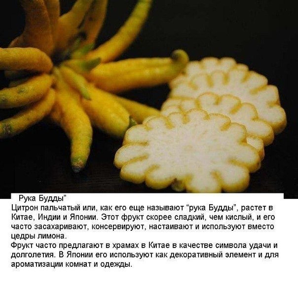 ᐉ декоративный цитрус цитрон пальчатый - выращивание, уход, видео