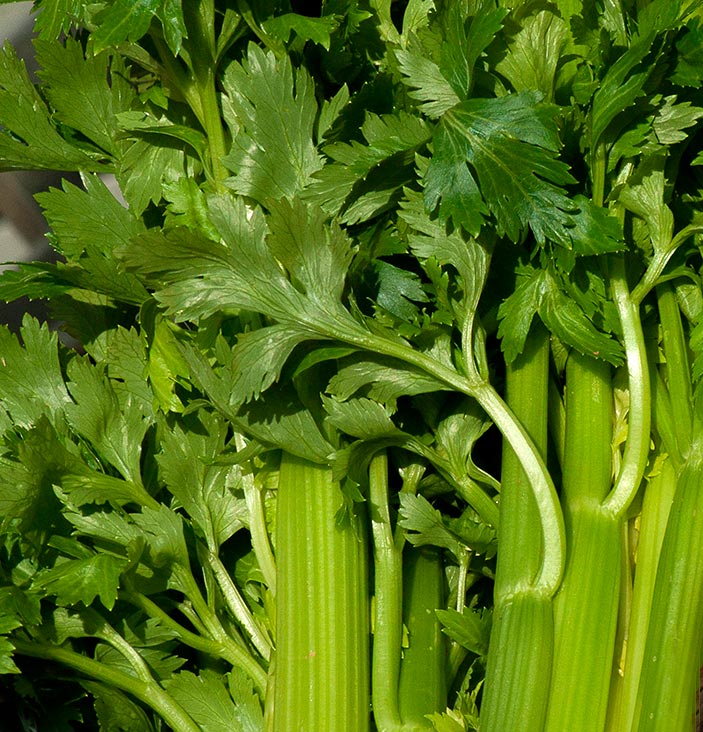 Сельдерей — овощ с отрицательной калорийностью