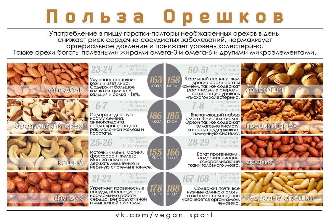 Буковый орех (чинарик) — описание, полезные и вредные свойства, состав, калорийность, применение, фото