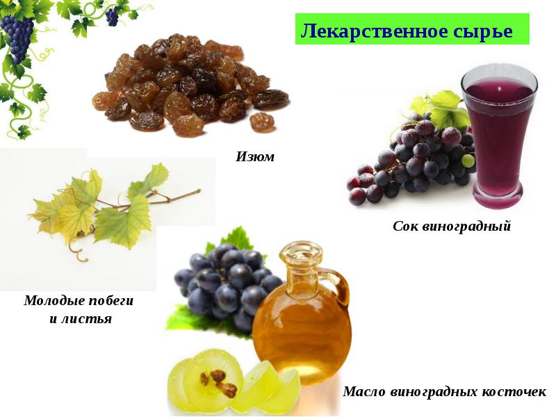 Виноград дамские пальчики: калорийность, польза и вред, описание сорта