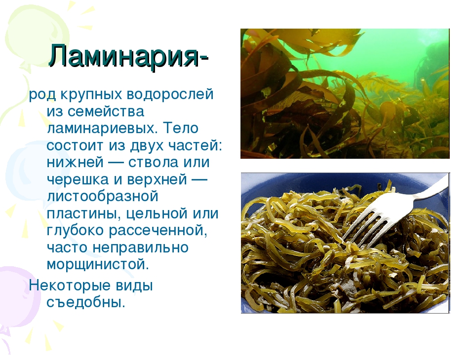 Морская капуста или ламинария: полезные свойства, противопоказания и вкусные рецепты