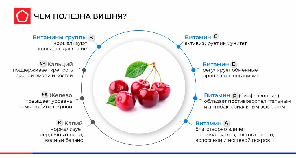 Польза вишни — очищение организма и избавление от последствий неправильного питания