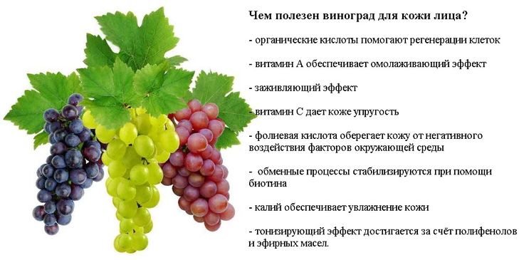 Виноград - описание, состав, калорийность и пищевая ценность