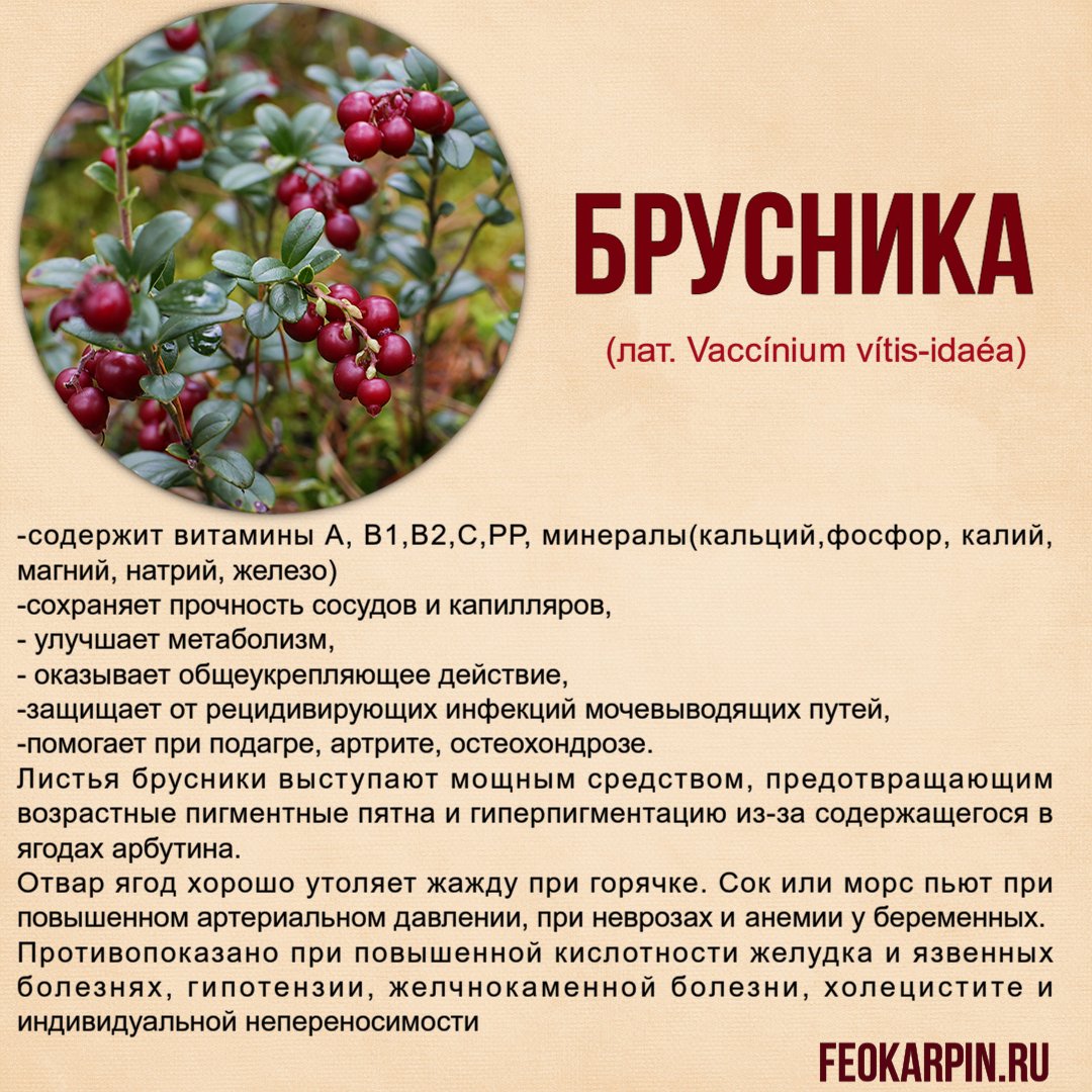 Брусника: польза и вред для организма. чем полезны листья и ягоды брусники? :: syl.ru